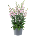 Bild von EJ Digitalis P19 Pink